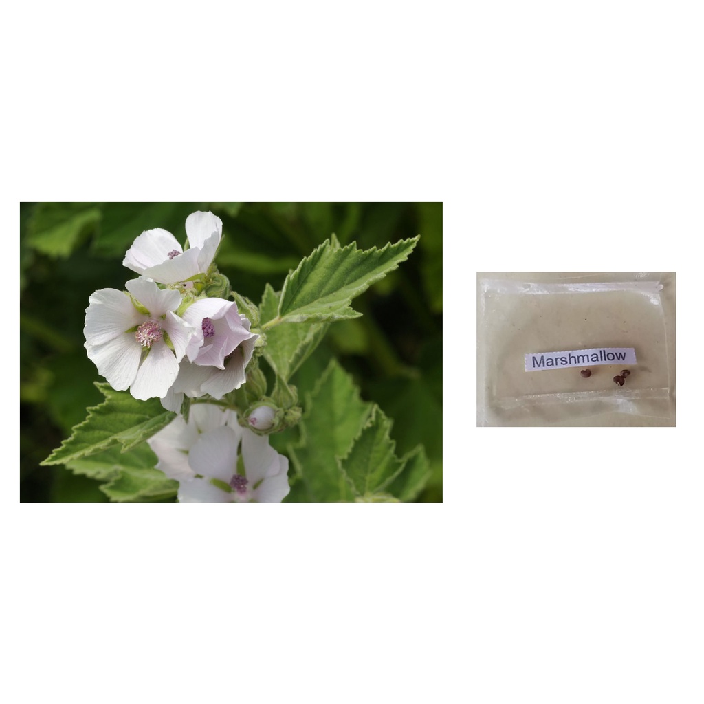 marshmallow root plant seeds Shopee Philippines