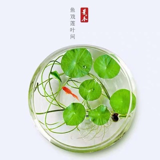 ◙Lazy fish tank landscaping lotus seed bowl water lily viewing aquatic plants hydroponic indoor balc