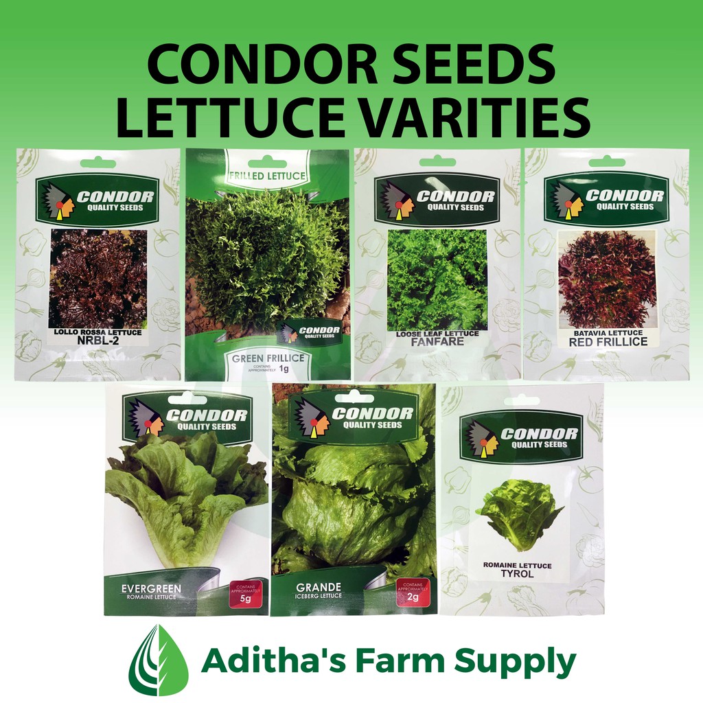 Condor Seeds Lettuce Varieties (Romaine, Loose Leaf, Frillice, Iceberg