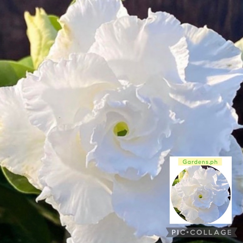 Adenium Dessert Rose MultiPetals Tropical Flower Seeds Shopee