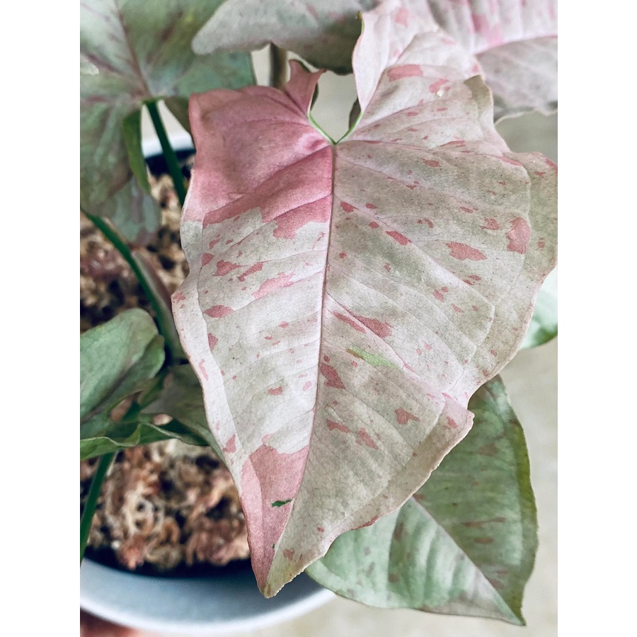 Syngonium podophyllum 'Milk Confetti' Cutting w/ 1 leaf & roots Plus FREE Philodendron Micans