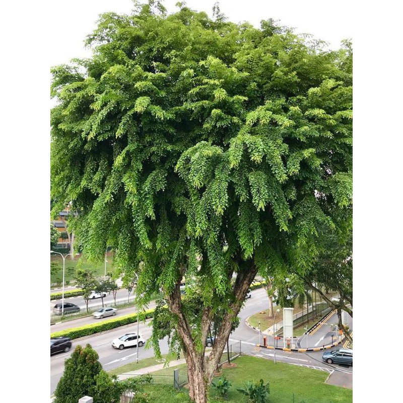 Philippine National Tree Narra