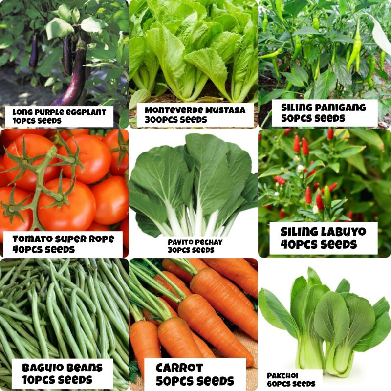 VALUE PACK SEEDS ( PAKCHOI,PECHAY,MUSTASA, BAGUIO BEANS,SILING PANIGANG ...