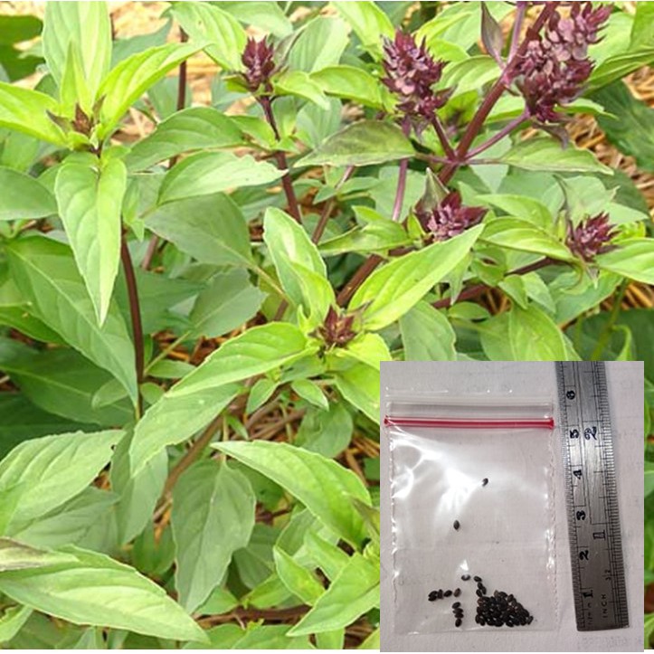 Thai basil seeds 50 seeds Shopee Philippines