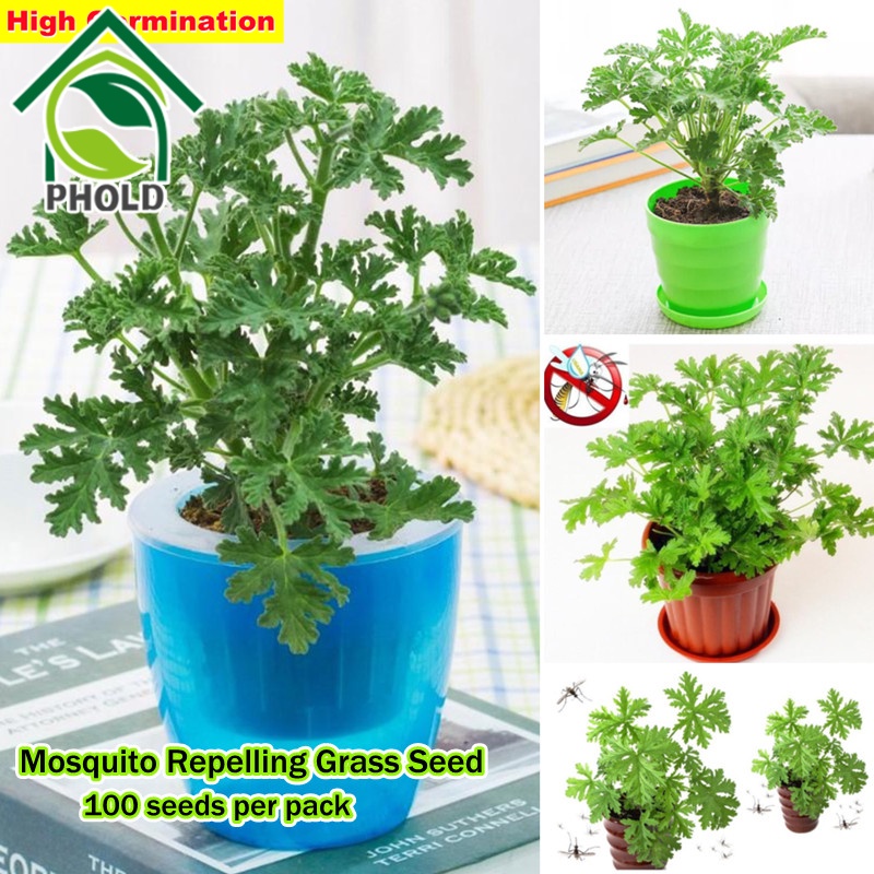 100PCS Citronella Mosquito Repelling Plant Seeds for Sale Flower Seeds