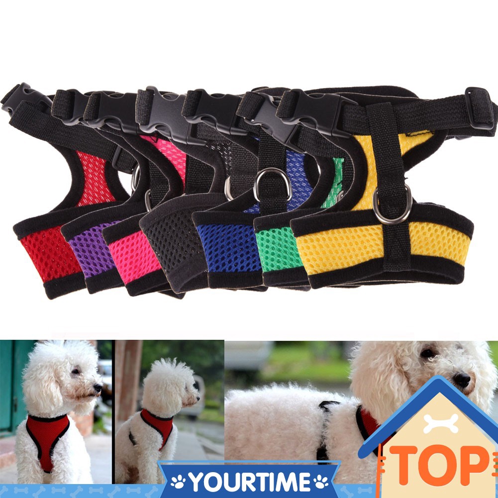 fashion dog collars and leashes