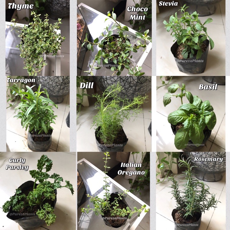 Herbs Live Plant w/ Soil | Basil, Peppermint, Bayleaf, Tarragon Edible Plants, Culinary herbs (COD)