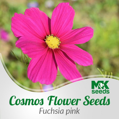 Cosmos Flower Seeds (Light yellow, Yellow, Fuchsia pink, Orange, Colorful  Cosmos) | Shopee Philippines