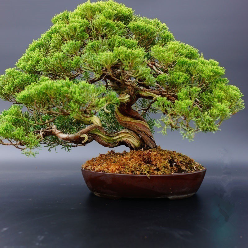display08 20Pcs White Pine Pinus Parviflora Green Plants Mini Tree Bonsai Seeds