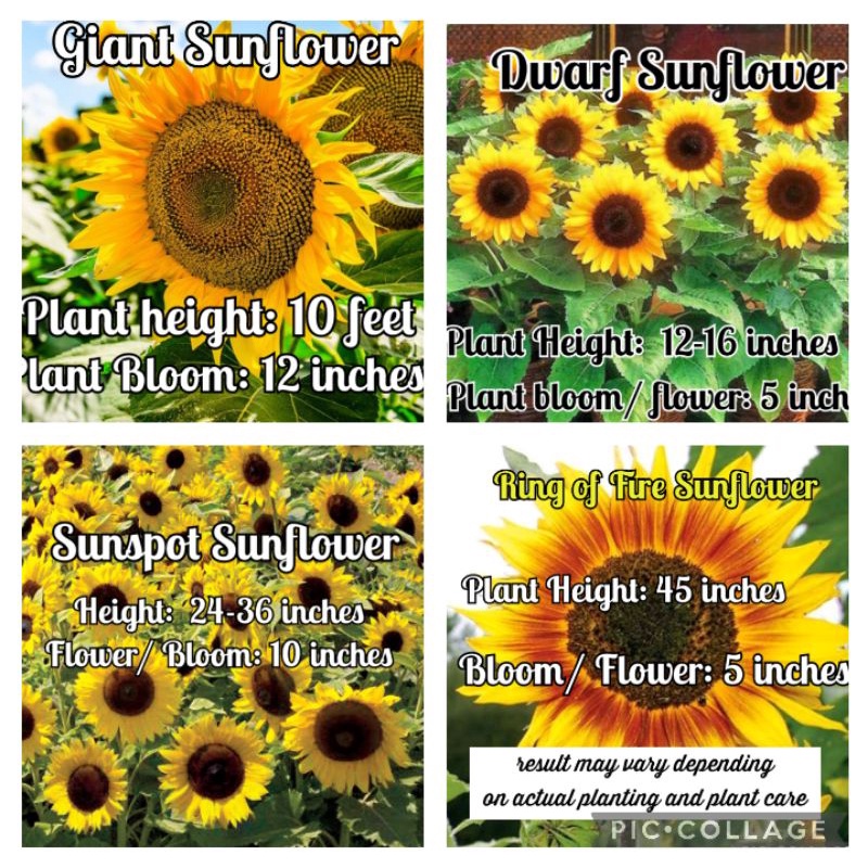 SUNFLOWER SEEDS, RING OF FIRE, DWARF, GIANT,BALLAD,SUNSPOT SUNFLOWER