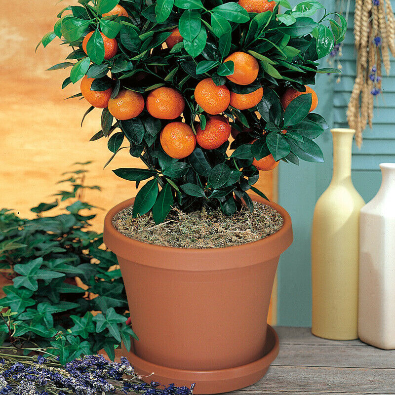 50Pcs Orange Tree Bonsai Seeds Rare 3 Kind Citrus Fruit For Garden and