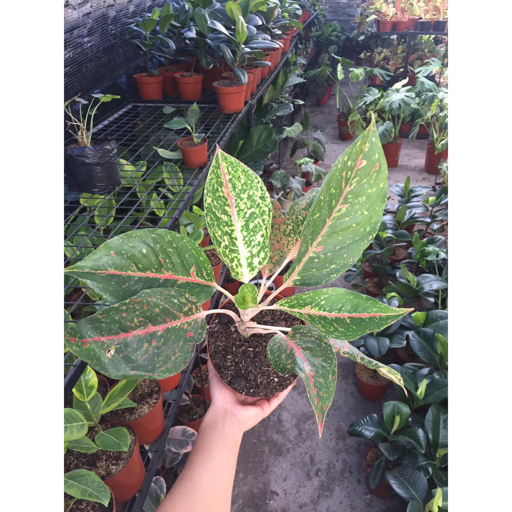 AGLAONEMA NIGHT SPARKLE BIG SIZE Shopee Philippines