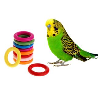 bird toys and accessories