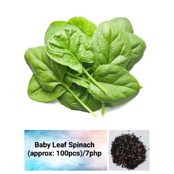 Baby Leaf Spinach Seeds (approx 100pcs) Shopee Philippines