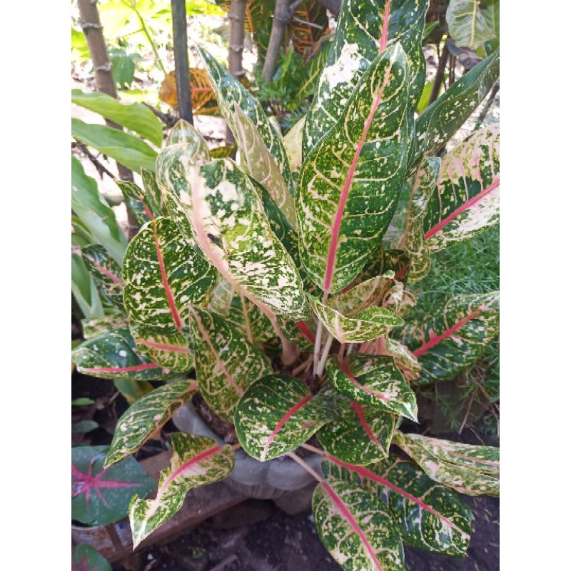  Aglaonema  Do a Carmen  Live Plant Shopee Philippines