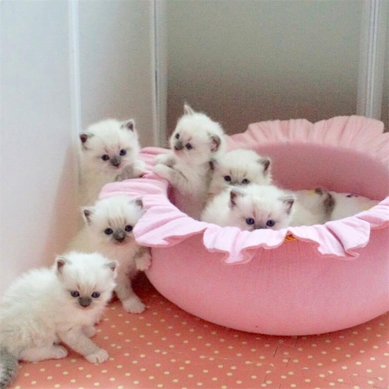 cat sleeps in dog crate