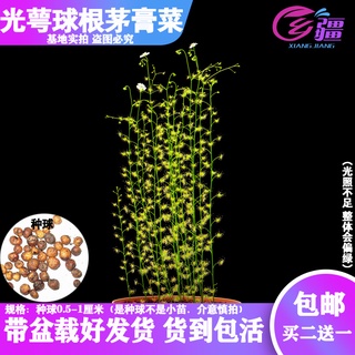 Base direct sales [light calyx bulbous sundew] carnivorous plant Venus flytrap mosquito repellent gr