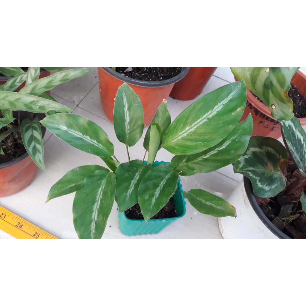 Micans Calathea ( Silver striped calathea ) | Shopee Philippines