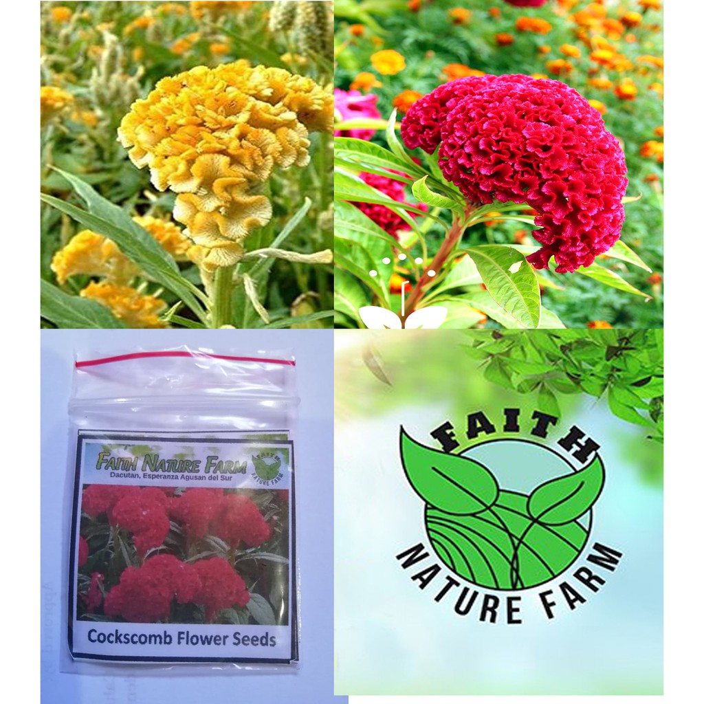 Cockscomb Flower Seeds Approx 20 Seeds Shopee Philippines