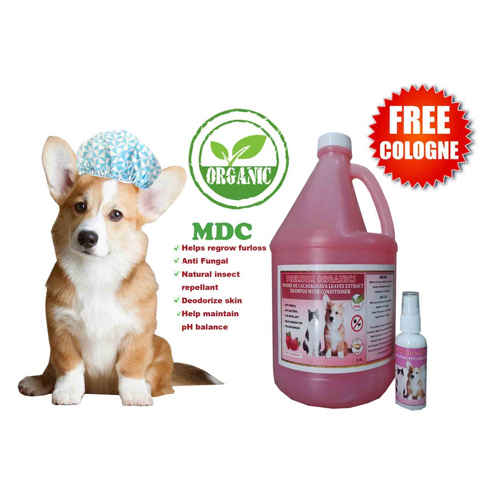 Best Shampoo For Shih Tzu Philippines Shih Tzu Dog