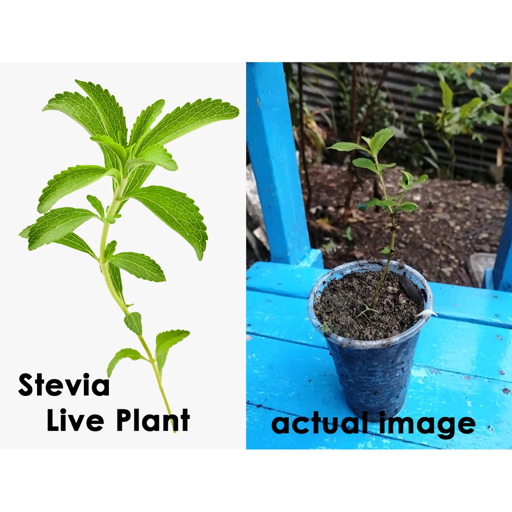 Stevia Live Plant Seedling/Plant approx 3 to 5 inches Shopee Philippines