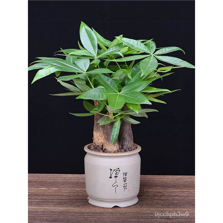 Crown Pachira Macrocarpa Potted Indoor Living Room Desktop Small Bonsai
