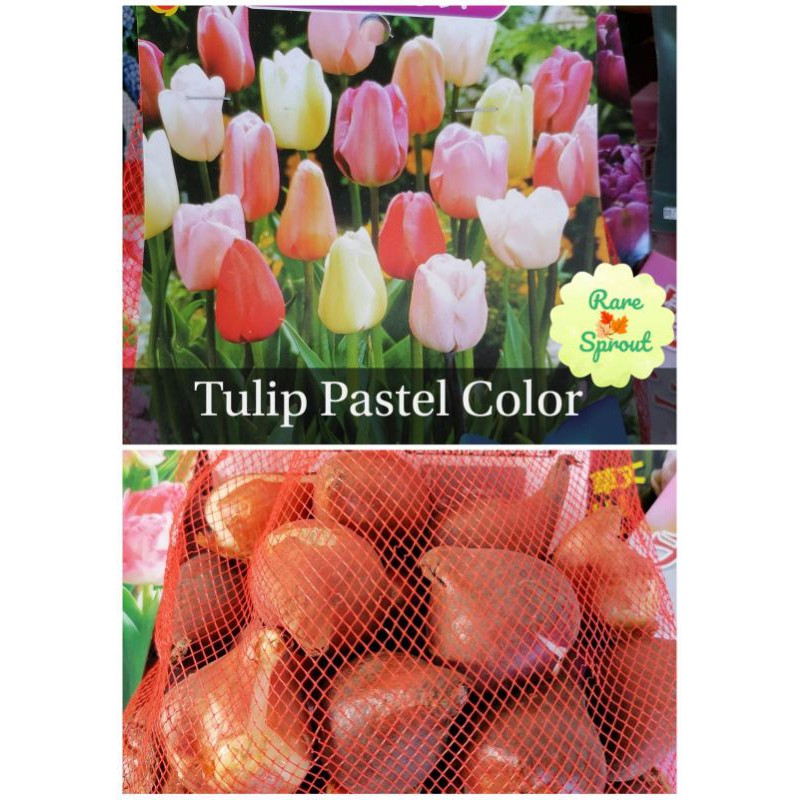 Imported Tulip Mix Bulbs Shopee Philippines
