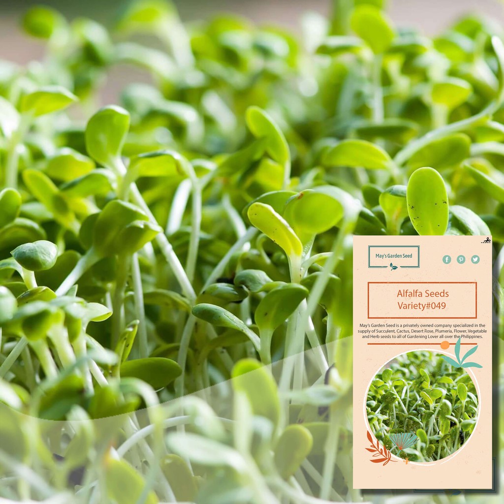 Alfalfa Seeds, Vegetable Seeds049 Shopee Philippines