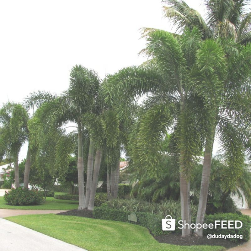 Foxtail Palm Tree
