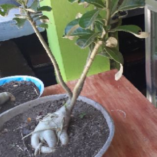  Buy1Take1 KALACHUCHI BONSAI  live plant with pot  2FT 1FT 