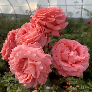 Alch Coral Jelly Chinese Rose Shrub Balcony Potted Garden Garden Field Cultivation Large Flower Grou #5