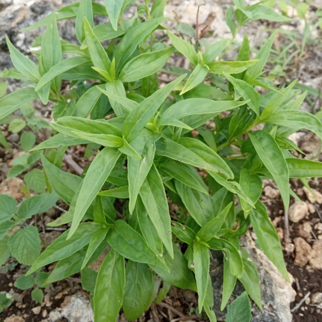 Serpentina Herbal plant Shopee Philippines