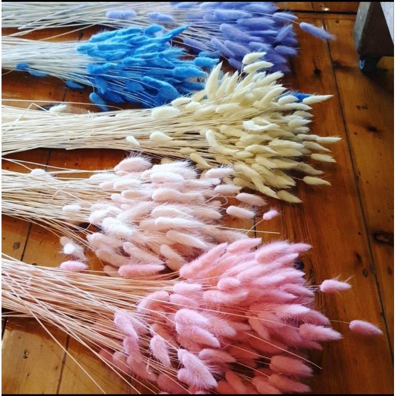 Preserved Rabbit tale Grass Sold per stem | Shopee Philippines