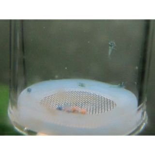 (Malaysia Ready stock) Aquarium - Shrimp Egg Tumbler Incubator (Glass)