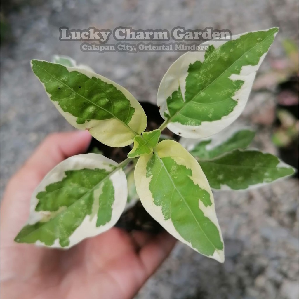 Variegated Chinese Violet (Rooted, with soil) | Shopee Philippines