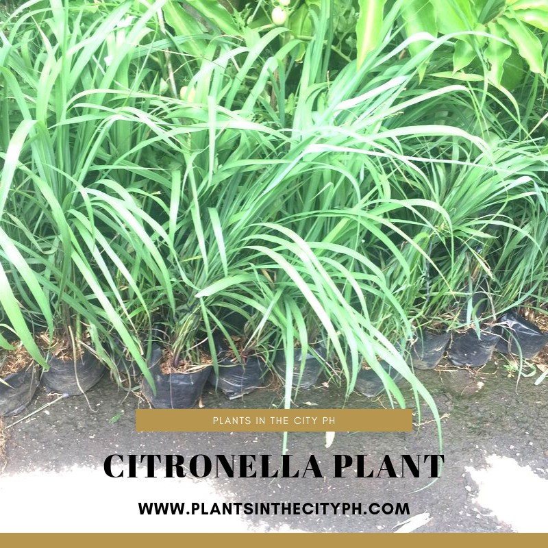 Citronella Garden Center Outdoors The Home Depot