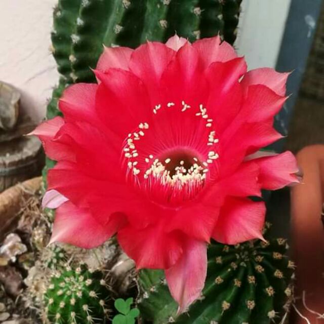 Echinopsis Paramount Hybrid Cactus | Shopee Philippines