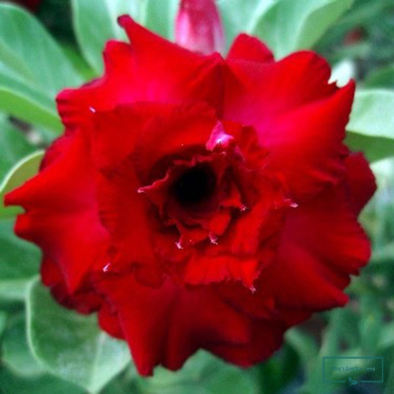 Multi-Petals Fire Red Desert Rose Seeds,Adenium Obesum Seeds – Variety ...