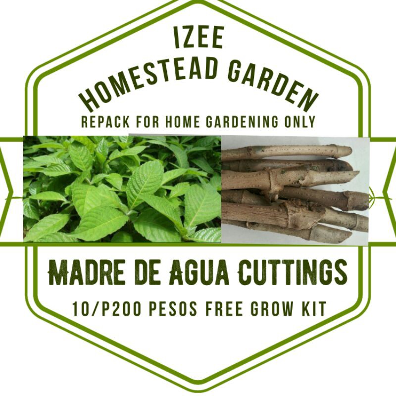Madre De Agua 10 Cuttings With Free Planting Materials Shopee Philippines