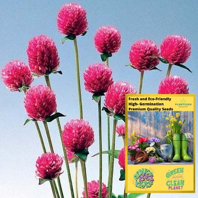 Pink Globe Amaranth Seeds Y011 - 5 seeds of High germination Flower Plant seeds P2G