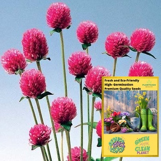 Pink Globe Amaranth Seeds Y011 - 5 seeds of High germination Flower Plant seeds P2G #1
