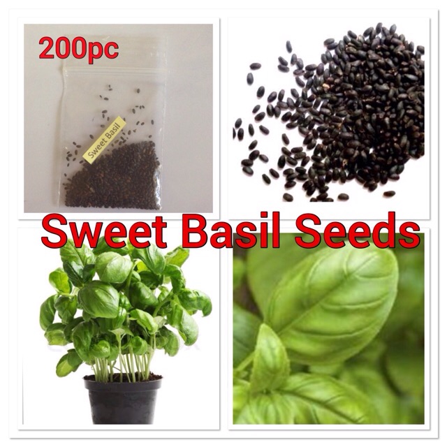 Sweet Italian Basil/_/_/_ Seeds 20+
