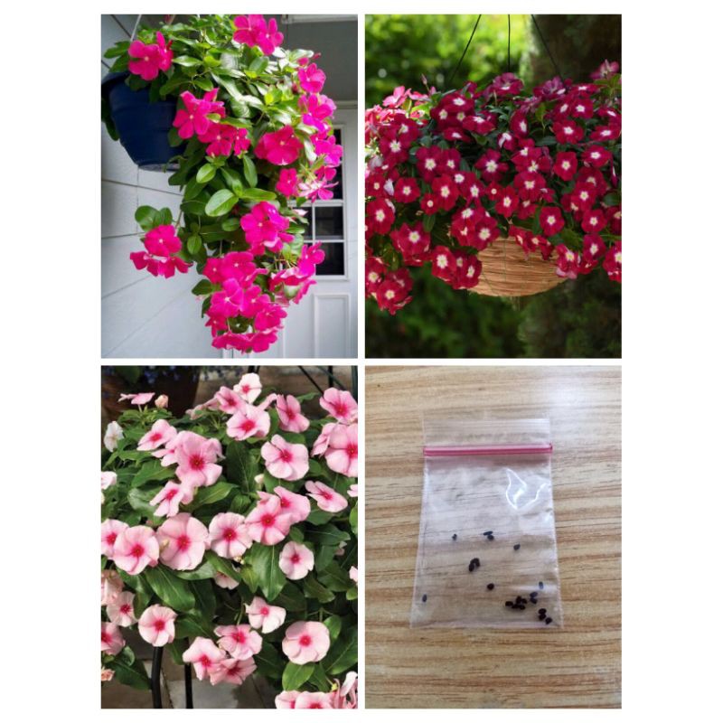 Hanging Vinca Plant Seeds (20pcs) Shopee Philippines