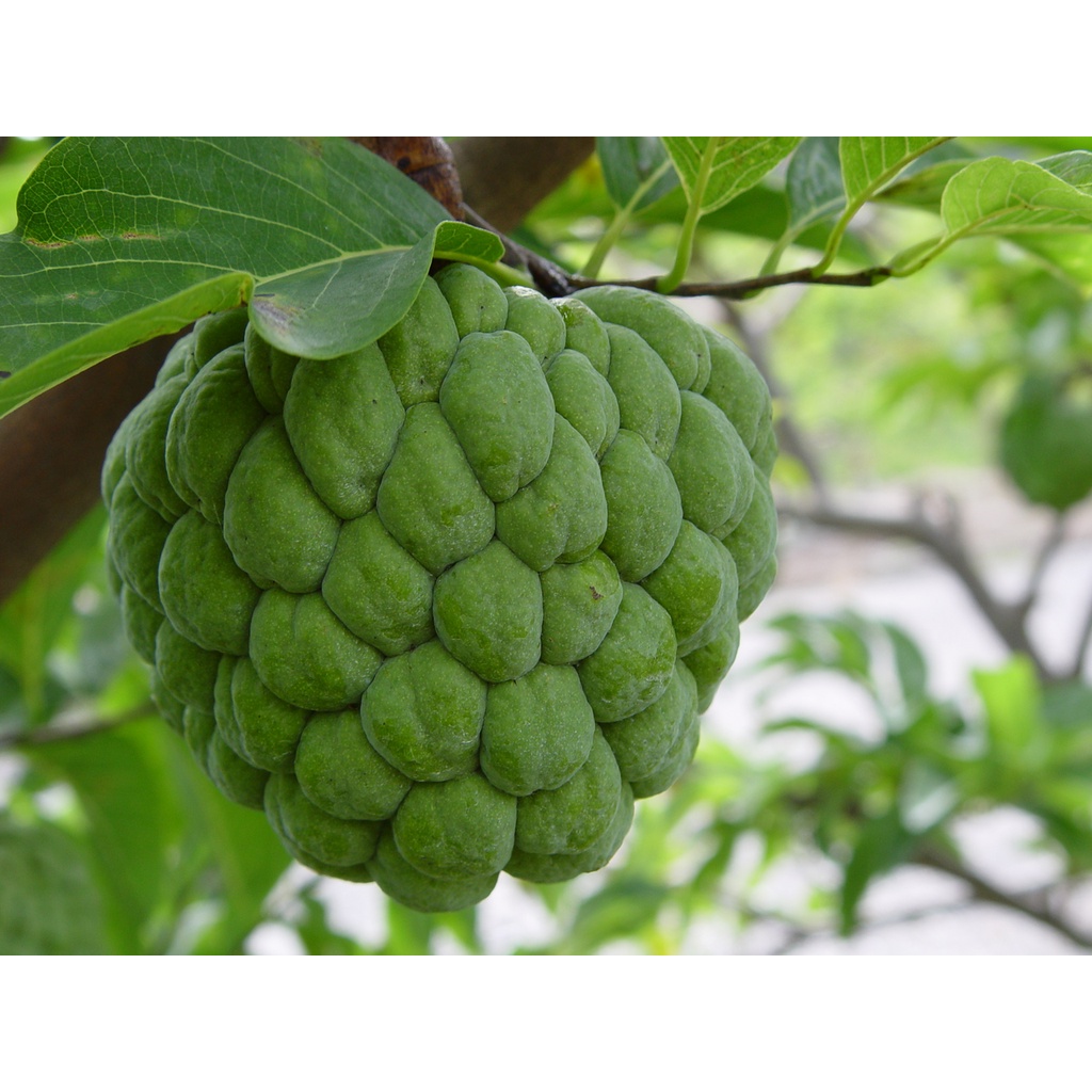 Annona Squamosa 10 Seeds, Sugar Custard Apple Sweetsops Fruit Tree Shrub