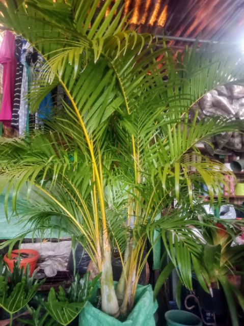 Areca Palm 60 Inches 5ft Large Plant Metro Manila Only Shopee Philippines