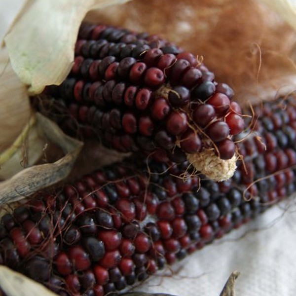 Corn Seeds Bloody Butcher Red Corn Seeds Shopee Philippines