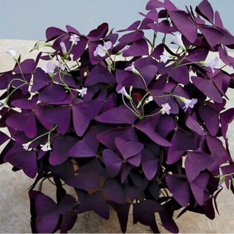 butterfly plant Oxalis triangularis seeds bulbs | Shopee Philippines