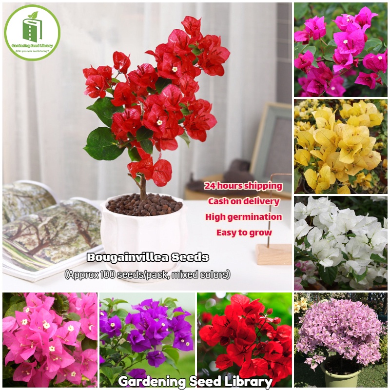 [Fast Germination] Bougainvillea Bonsai Seeds for Planting Flowers (100