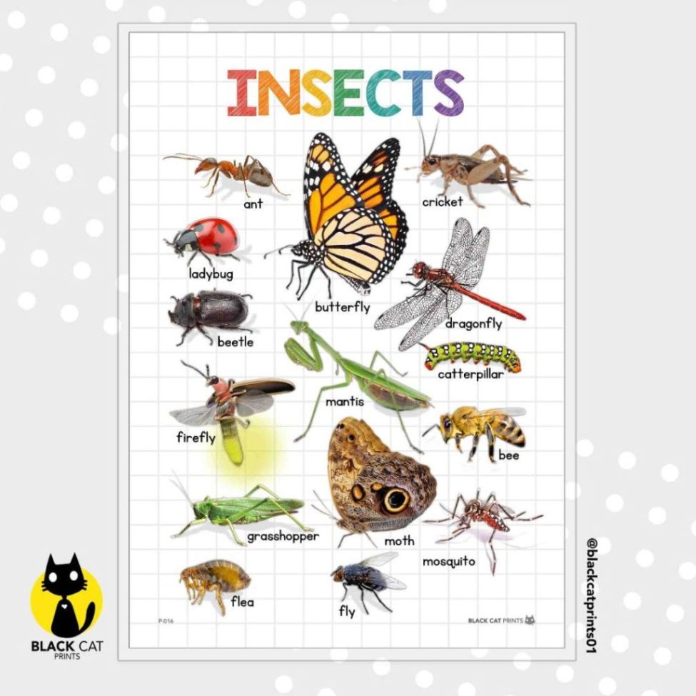 Insects Educational Chart Poster (High Quality Print / A4 Size