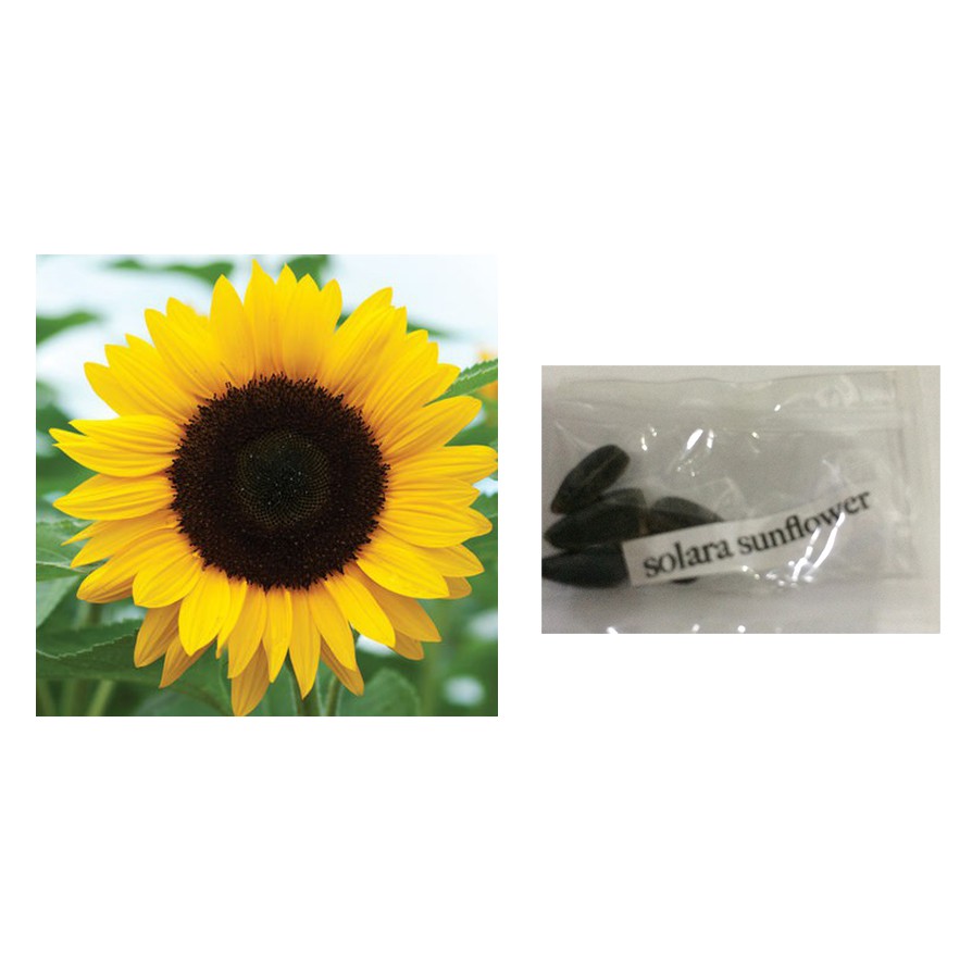 How To Grow Sunflower Seeds In The Philippines Best Flower Site